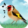 Sons d'oiseaux